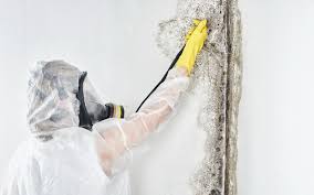 Best Mold Removal for HVAC Installations  in Pine Manor, FL